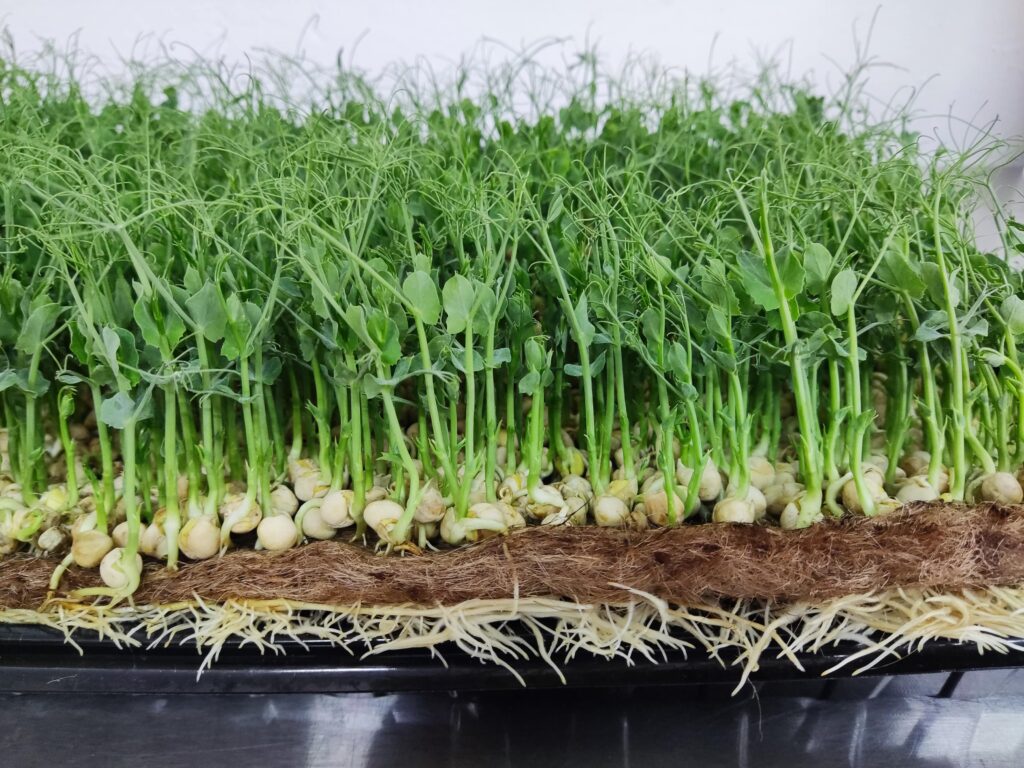 maty-do-kielkowania-blue-mat