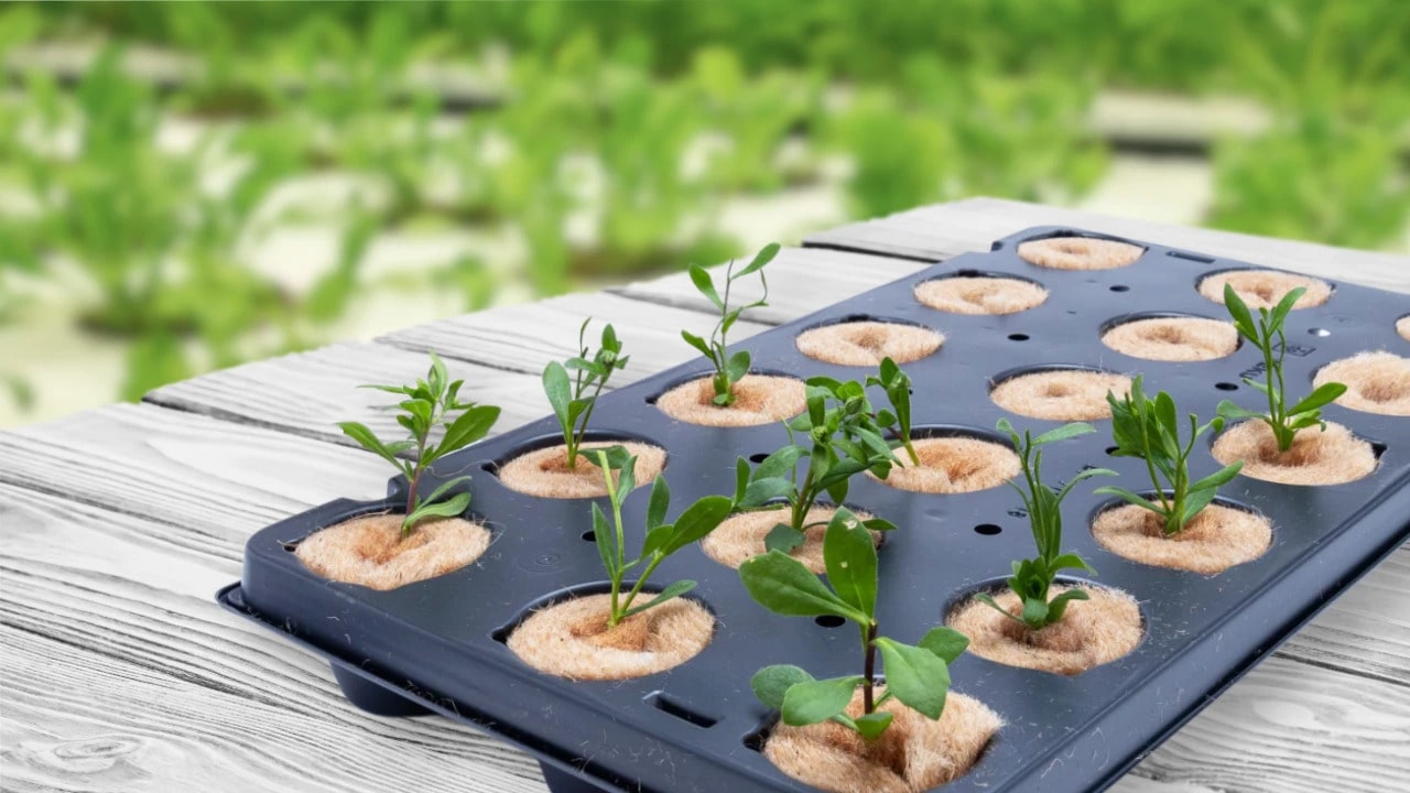 Say-Goodbye-to-Peat-and-Embrace-Eco-Friendly-Alternatives-min